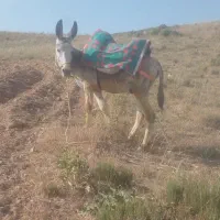 واگذاری انواع الاغ|حیوانات مزرعه|تهران, شهرک آزمایش|دیوار