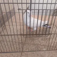 کفتررنگی وسرخ پرشی دم سفید|پرنده|قم, بنیاد|دیوار