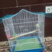 عروس هلندی