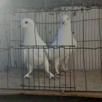 کبوتر|پرنده|اردکان, |دیوار