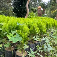 فروش نشا کامیس طلایی