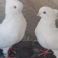 چشم نوک سفید