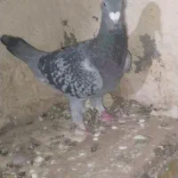 ماده مسافتی