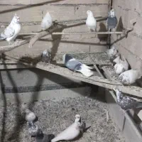 چند تا کفتر خوب