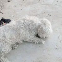 سگ تریر گمشده