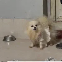گمشده پامر ماده