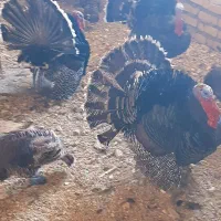 بوقلمون نرو ماده محلی|حیوانات مزرعه|شیراز, داریون|دیوار