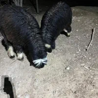 بره قوچ|حیوانات مزرعه|شیراز, گویم|دیوار