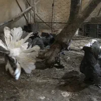 کبوتر زینتی چتری|پرنده|بابل, |دیوار