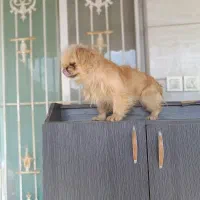 سرگرمی لوازم جانبی حیوانات|سگ|شاندیز, |دیوار