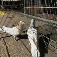 صید|پرنده|بجنورد, |دیوار