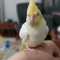 عروس هلندی|پرنده|بندر انزلی, نیمه شعبان|دیوار