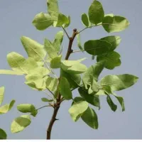 فروش حبه آب شیرین