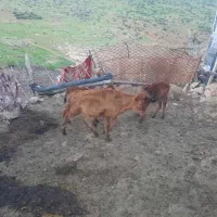 گاوه|حیوانات مزرعه|گهواره, |دیوار