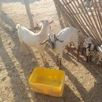 کهره نر به فروش می رسد