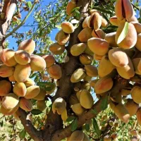 نهال بادام خوشه ای|خدمات باغبانی و درختکاری|تاکستان, |دیوار