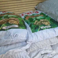 گردو درجه یک پوست کاغذی