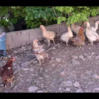۱۰ عدد مرغ لاری و دورگه یکجا
