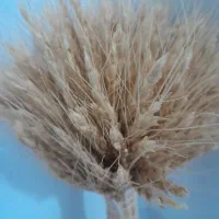 زمین دیمی۳۰طناب کاشته شده واقع درصحرای دوز