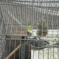 عروس هلندی|پرنده|دورود, |دیوار