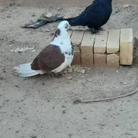 کفتر نقش پرشی