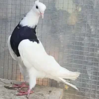 کبوتر طوقی معاوضه|پرنده|لاهیجان, شهرک جانبازان|دیوار