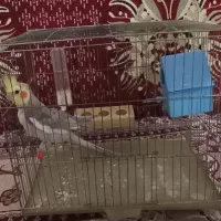 عروس هلندی