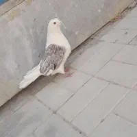 کبوتر