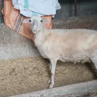 فروش گوسفند ماده