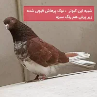 کبوتر های رفتنی آذرشهر|پرنده|آذرشهر, |دیوار