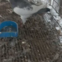 یهودی کبود نر|پرنده|قزوین, |دیوار