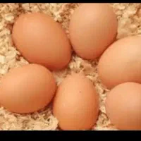 تخم‌مرغ محلی نقطه دار