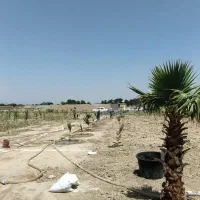 فروش-باغچه