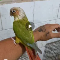 طوطی