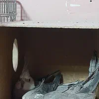 عروس هلندی آلبینو و لوتینو مولد بشرط|پرنده|قم, علی آباد|دیوار