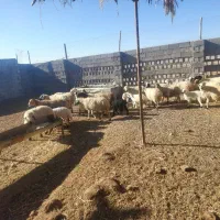 فروش تعداد ۲۰ عدد میش آوست وزاییده