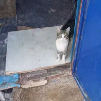 گربه گمشده سیداباد