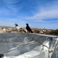 دو عدد کبوتر فروشی