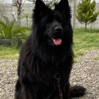 برا جفت زدن با مادهای اصیل شرایط نقدی|سگ|رشت, حمیدیان|دیوار