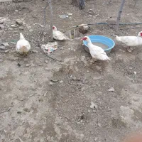 اردک اسراییلی