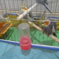 طوطی سینامون|پرنده|بهبهان, |دیوار