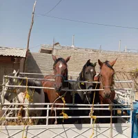 خرید و فروش اسب همه نوع|اسب و تجهیزات اسبسواری|شیراز, گویم|دیوار