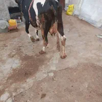 گاو شیری با گوساله ماده سیمینتال