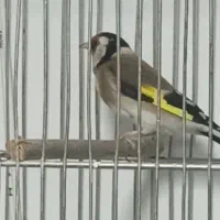 سهره|پرنده|کرج, بنیاد|دیوار