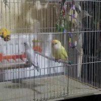 طوطی برزیلی|پرنده|کرمانشاه, |دیوار