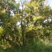 فروش-یک-قطعه-باغ-انار