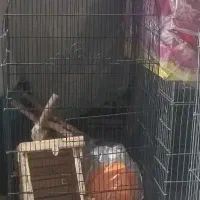 قفس پرنده|لوازم جانبی حیوانات|دوگنبدان, |دیوار