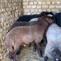 بره.بزغاله.میش.بز.گوسفند