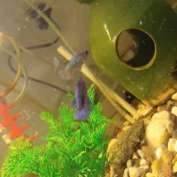 ماهی|ماهی|علی‌آباد کتول, |دیوار