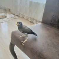 بچه مینا یک ماه ونیم اهلی